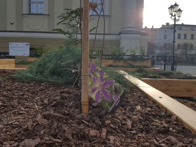 Na Rynku w Lesznie stanęły ogromne donice