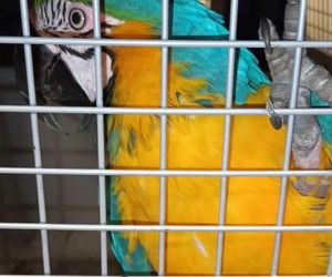 Papuga zaatakowała cudzoziemca w Warszawie! Egzotyczny ptak upodobał sobie jego ramię. Interweniował Ekopatrol