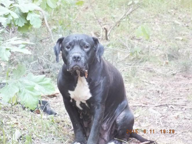 Bezduszny właściciel porzucił psa w lesie. Przywiązał go do drzewa i tak zostawił