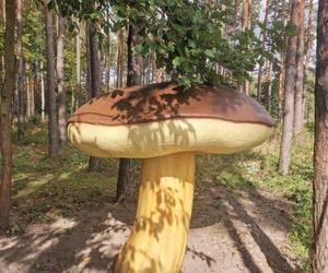 Olbrzymie modele grzybów w gminie Chmielnik