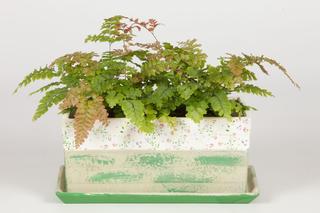 Paproć adiantum