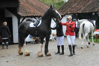 Bez żony nie radzi sobie z koniem