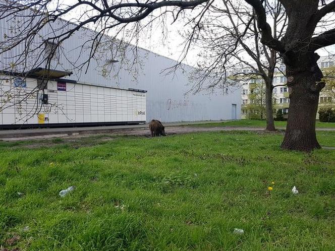 Dziki na toruńskim Rubinkowie. Beztrosko biegały po okolicy