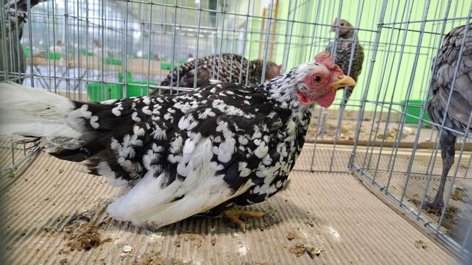 Kalisz. Rasowe gołębie, drób i króliki można podziwiać w hali OSRiR