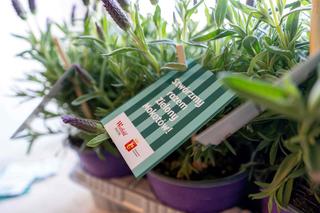 Westfield Good Festival!