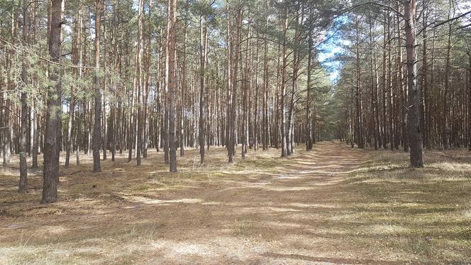 Gdzie pojechać do lasu w Toruniu i okolicach? Tam wejdziesz bez maseczki [LISTA]