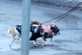 Marta Kaczyńska na zimowym spacerze ze swoimi pieskami