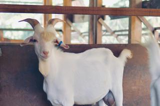 Miss koza! Nowa gwiazda sieci 