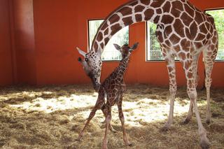Zoo w Chorzowie: Urodziła się mała żyrafa [ZDJĘCIA]