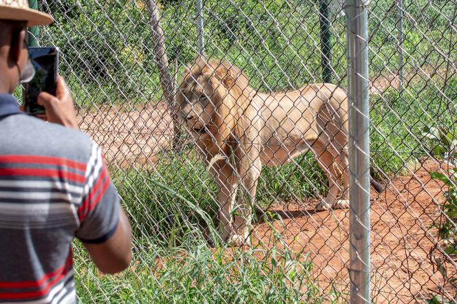 Makabra w zoo! Wszedł do klatki lwa, by ukraść młode. Został zjedzony żywcem