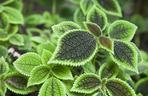Pilea Mollis Moon Valley