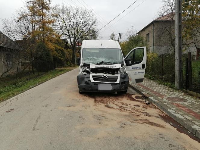 Mokra Wieś. Krowa zerwała się z łańcucha i wpadła prosto pod samochód