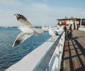 Wakacje 2024 w Pucku. Jakie gwiazdy pojawią się na zielnej plaży? 