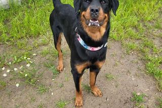 Złodziej psów grasował w Trójmieście! Ukradł Lokiego ze schroniska, a to dopiero początek!