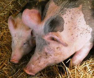 Przerażające bestialstwo w fermie świń w Łódzkiem. Była pracownica: Miałam ochotę uciec, żeby na to nie patrzeć