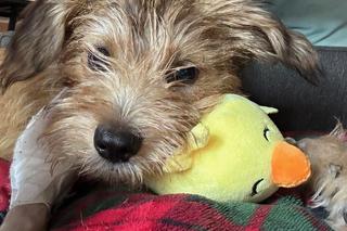 Odnaleziony psiak pod Nowogardem 3