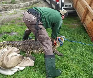 Sosnowiec. Na posesji w dzielnicy Pogoń trzymał dwa krokodyle. Jeden nie żyje