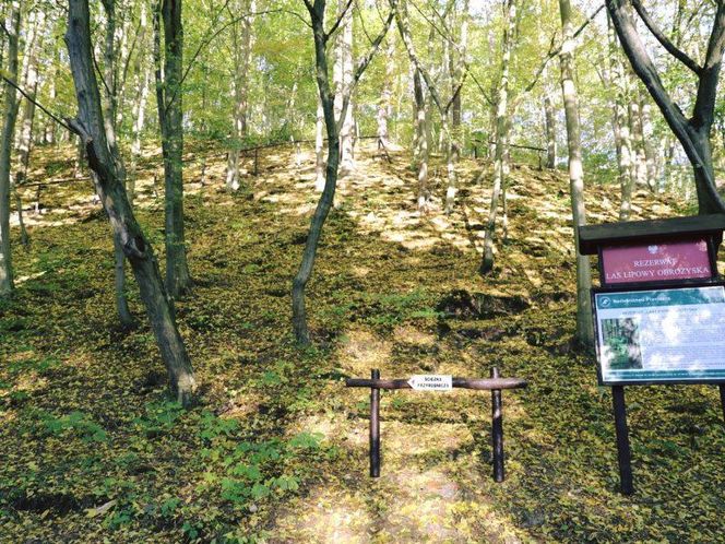 Zapomniany rezerwat w Małopolsce. Z tamtejszych drzew Wit Stwosz rzeźbił swój słynny ołtarz 