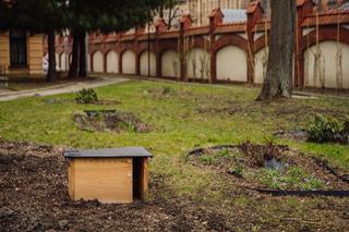 W Krakowie powstało… osiedle dla jeży! Będą towarzyszyć studentom