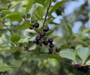 Aronia, krzew i owoce