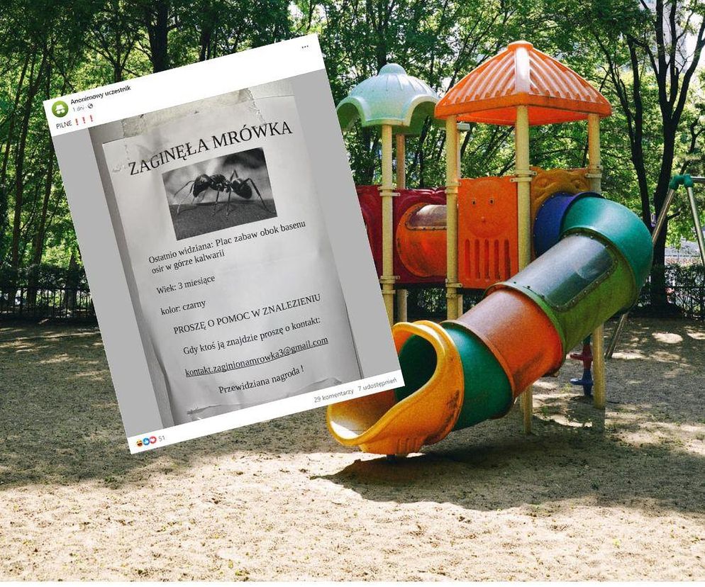 Od wielu dni trwają poszukiwania czarnej mrówki. Mieszkańcy Góry Kalwarii są w szoku. „A czipa ma?”