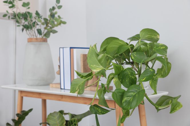 Epipremnum