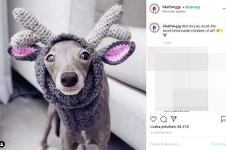 Najmodniejszy pies świata! Te psie kreacje szokują