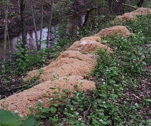 200 kilogramów ugotowanego spaghetti pośrodku lasu. Mieszkańcy okolic w szoku!