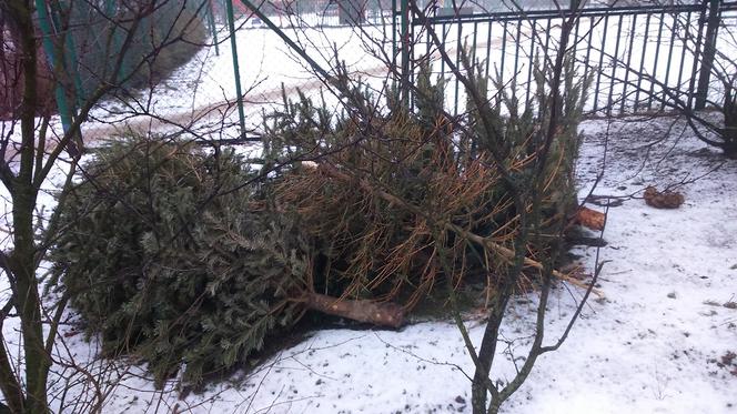 Choinki zalegają przy boksach śmietnikowych w Toruniu