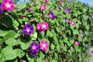 Jak można przyśpieszyć kwitnienie wilca purpurowego?