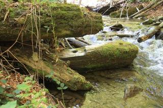 Nowe rezerwaty przyrody na Podkarpaciu 