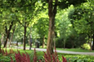 Rewitalizacja plantów w Kaliszu