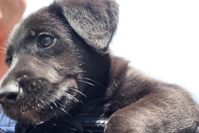 Policjanci uratowali psy pozostawione w rozgrzanych pomieszczeniach
