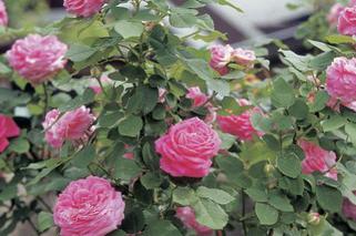 Róże angielskie parkowe. Pielęgnacja róż angielskich