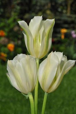 Galeria: Tulipan 'Spring Green'