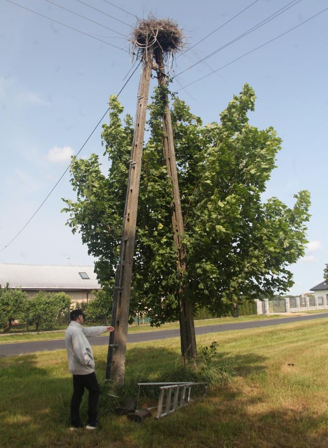 Ratował boćka na słupie, spadł z drabiny