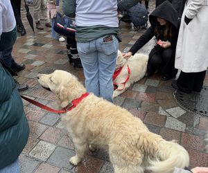 Golden Retriever WOŚP w Poznaniu