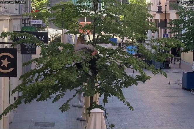 Siedziała na gałęzi w centrum Poznania. Zaskakujące zachowanie kobiety