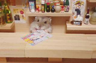 Śmieszny chomik to hit internetu!