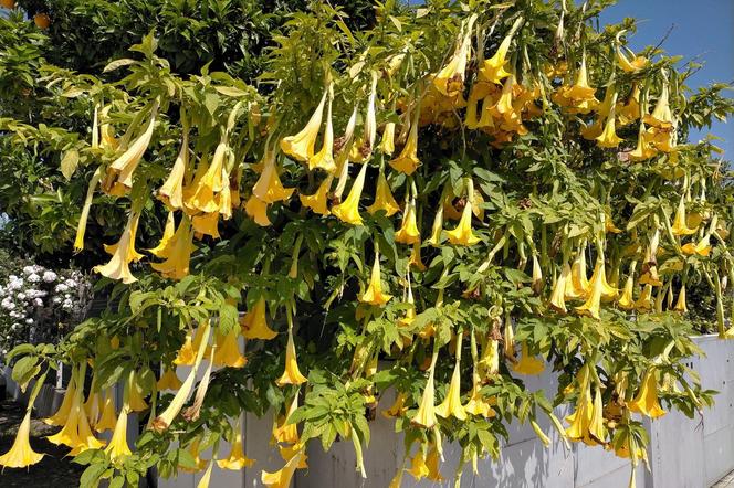 Brugmansia, czyli anielskie trąby. Jak uprawiać i zimować brugmansie w pojemnikach?