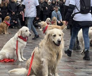 Golden Retriever WOŚP w Poznaniu