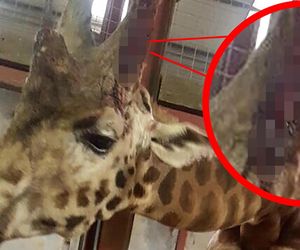 Horror w zoo. 500 martwych zwierząt, boksy tak małe, że nie da się ruszać, zakrwawione kapibary