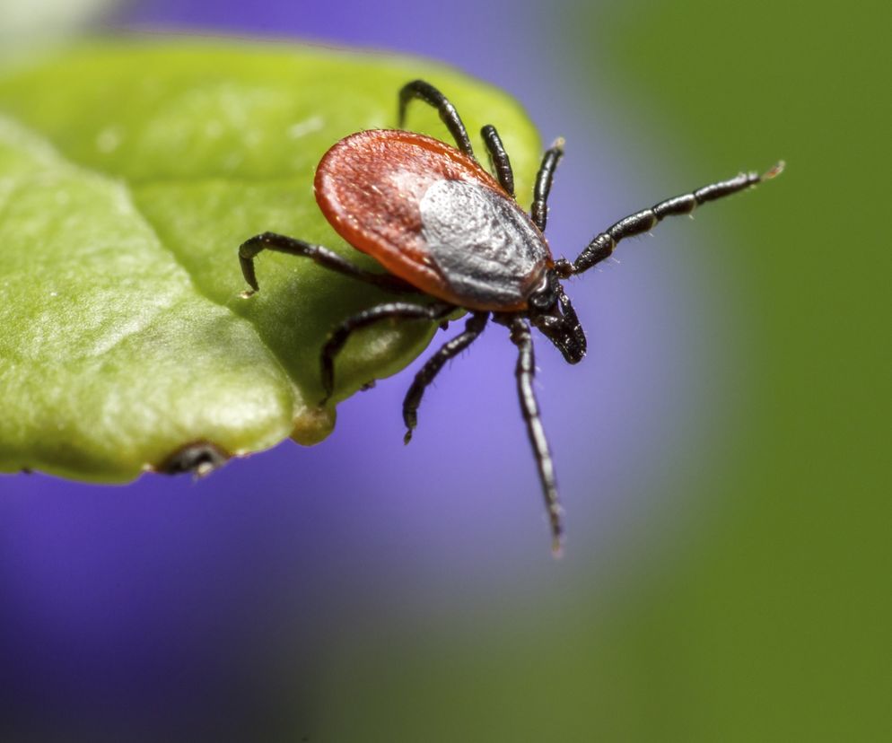 Choroby odkleszczowe: borelioza, babeszjoza, bartonelloza, KZM i inne