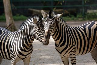 Zoo Łódź: Malowanie na czas najdłuższego w Polsce tęczowego przejścia dla pieszych z okazji Dnia Zebry [ZAPISY, PROGRAM]