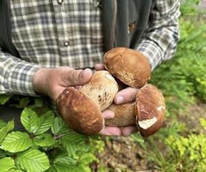 Bieszczady zasypane grzybami