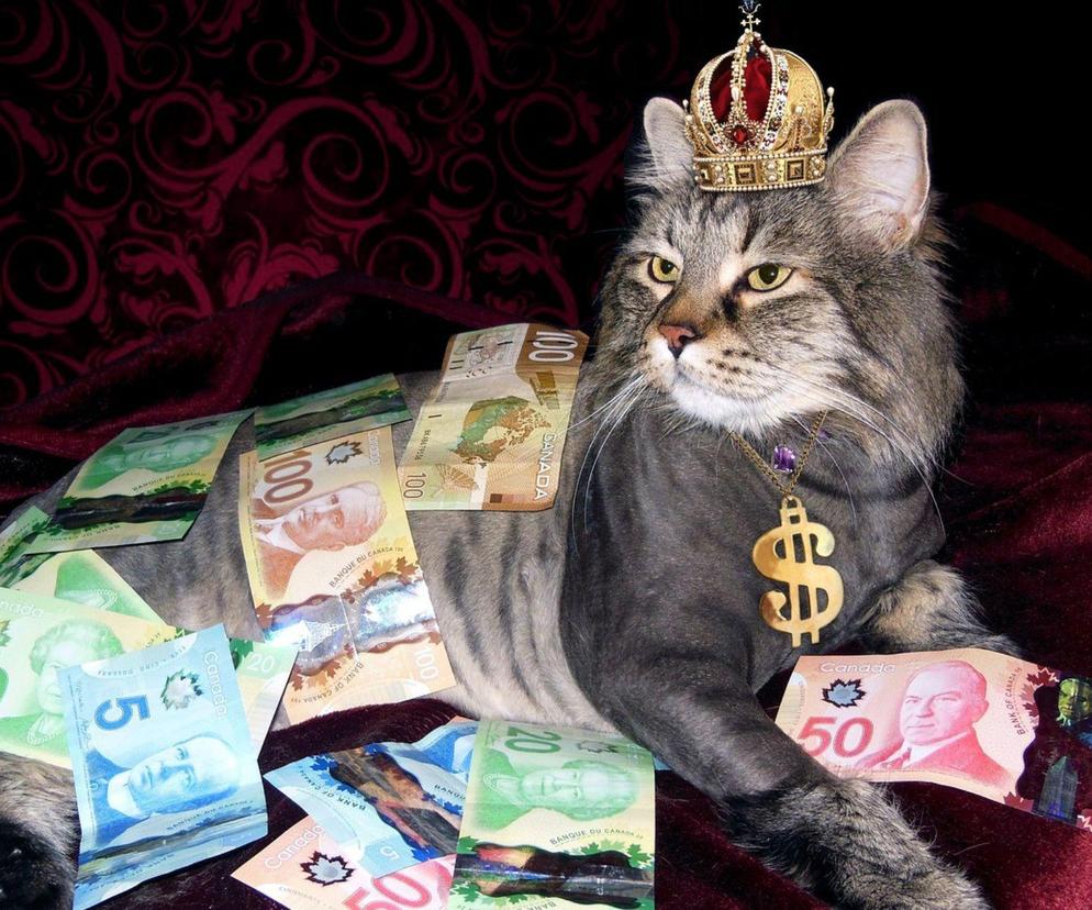 Kot, Pieniądze