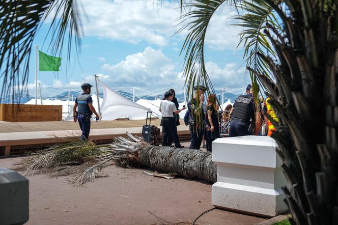 Dramat na festiwalu w Cannes! Producent uderzony przez palmę trafił do szpitala 