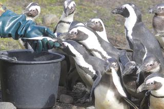 WPADNIJ NA SZAMĘ DO PINGWINA.