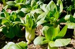 Kapusta pak choi