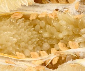 Bogaty w witaminę C, ale mało kto go zna. Wzmacnia odporność, chroni przed miażdżycą